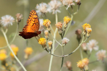 Mexican Fritillary on Yellow Flowers