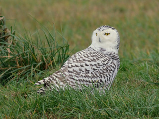 Snowy Owl Up Close