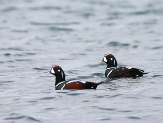 Harlequin Ducks on the Water
