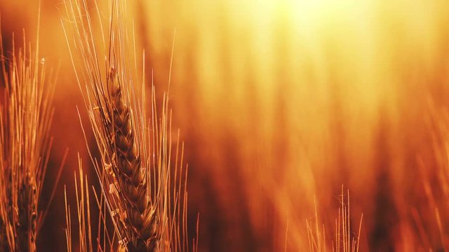 Golden wheat field in sunset, detail of cereal agricultural crops growing in cultivated field.