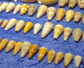  Sea shells closeup on exhibition hall