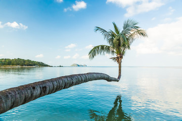 De palmboom boog horizontaal over het water op het strand op Koh Phangan in Thailand