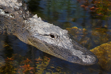 Obraz premium Mississippi-Alligator - [alligator mississippiensis]