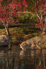 Coyote (Canis latrans) Wades in the Water