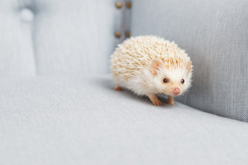 Little white hedgehog walks on a light blue armchair © cherry_d