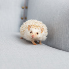 Little white hedgehog walks on a light blue armchair © cherry_d