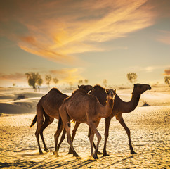 Naklejka na ściany i meble Desert landscape with camel