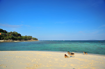 Dogs on the Beach