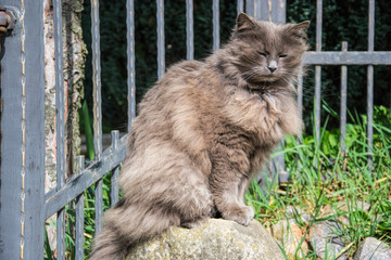 Portrait of thick long-hair gray Chantilly Tiffany cat relaxing in the garden. Close up of fat female cat with large long hair sitting at home. Grey Tiffanie lying in garden on sunny day