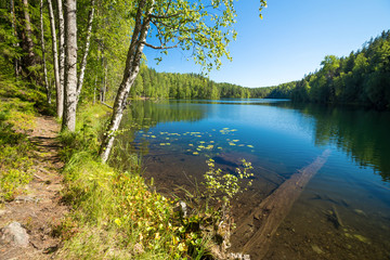 Landscape with a forest lake