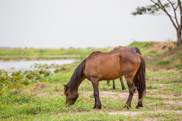 brown horse eating grass