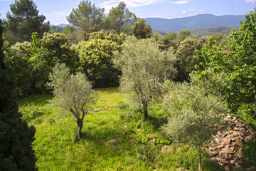 Fototapeta premium bosques con arboles pequeños en la garrotja girona
