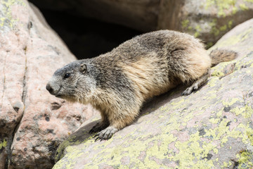 marmotte sur un rocher