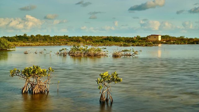 Manglares de los cayos de Cuba