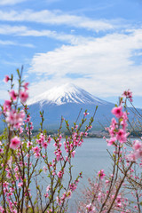 Cherry blossom sakura in spring with Mountain Fuji background