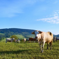 Beautiful landscape with grazing calves in the mountains in summer. Czech Republic - the White Carpathians - Europe.
