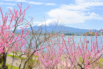 Cherry blossom sakura in spring with Mountain Fuji background