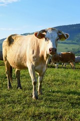 Fototapeta na wymiar Beautiful landscape with grazing calves in the mountains in summer. Czech Republic - the White Carpathians - Europe.