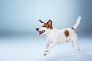 Small Jack Russell Terrier jumping high