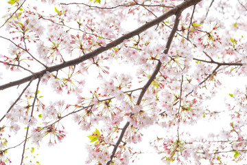Japanese flowering cherry isolated