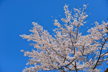 Japanese flowering cherry tree with sky
