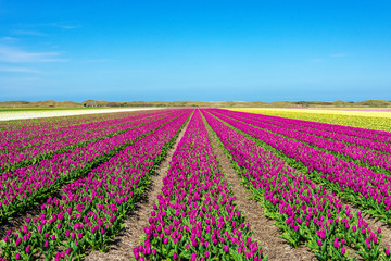 Fototapeta premium Purple and yellow tulip fields