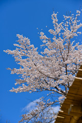 Japanese flowering cherry tree with sky
