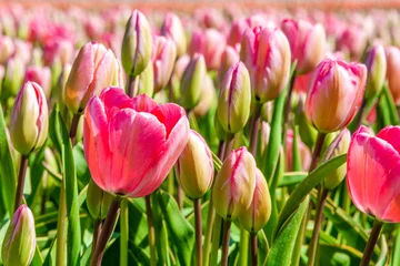 Crédence de cuisine en verre imprimé Tulipe Closeup of pink tulips on Texel