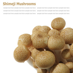 shimeji mushrooms isolated on white background