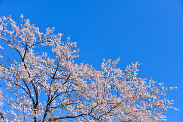 Japanese flowering cherry tree with sky