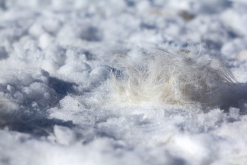 Shedding the winter coat: horse hair in the snow