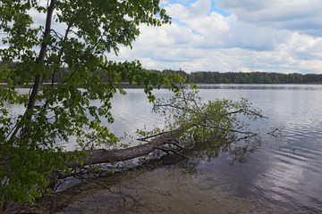 Scenic lake and forest. Tree fell in the lake. (Pisochne ozero, Ukraine) 