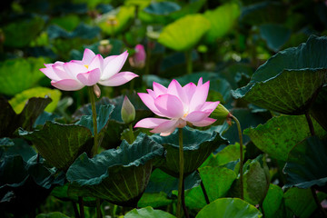 Obraz premium pink lous,pink lotus and leaves,group of pink lotus