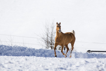 Horse dancing in the snow
