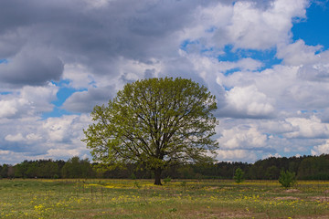 Field with young green grass and lonely standing tree. Forest at the background and blue sky with white clouds (Pisochne ozero, Ukraine)