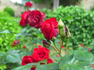 rosas y capullos