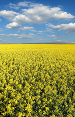 Obraz premium Blooming canola field in spring