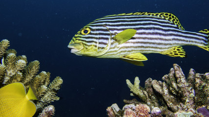 oriental sweetlips