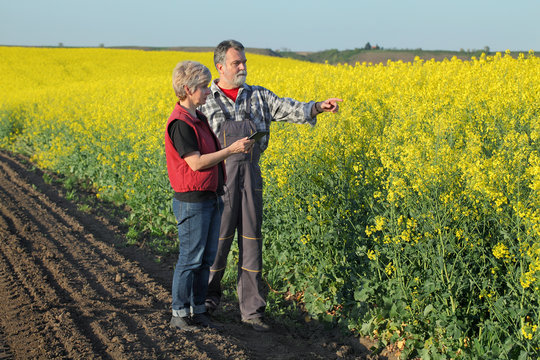Farmer and agronomist examine blossoming rapeseed field