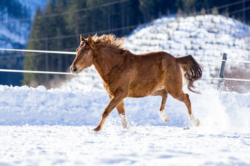 Horse gallopping through the snow
