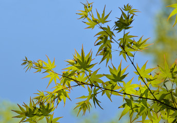 Japan Green Maple