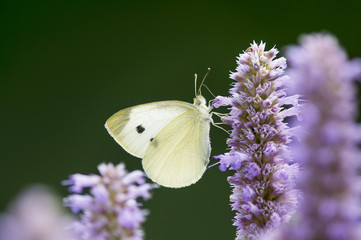 A small yellow butterfly feeding on purple flowers with a green background.