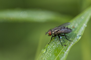 A small fly sitting on a green piece of grass with water drops.