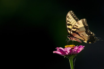 A large black and yellow butterfly perched on a bright pink flower with the bright sun shinning on it against a black background.