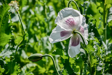 Close up of blossoming poppies flowers. Flowering Poppy-heads field