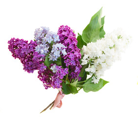 Bunch of fresh lilac