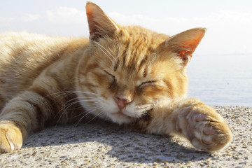 Naklejka premium ねこ