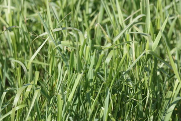 Пырей. Elytrigia repens Nevski.