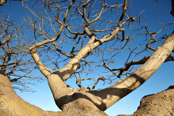 Fototapeta na wymiar The dried tree against the blue sky