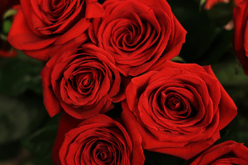 Beautiful pink roses closeup with green leaves